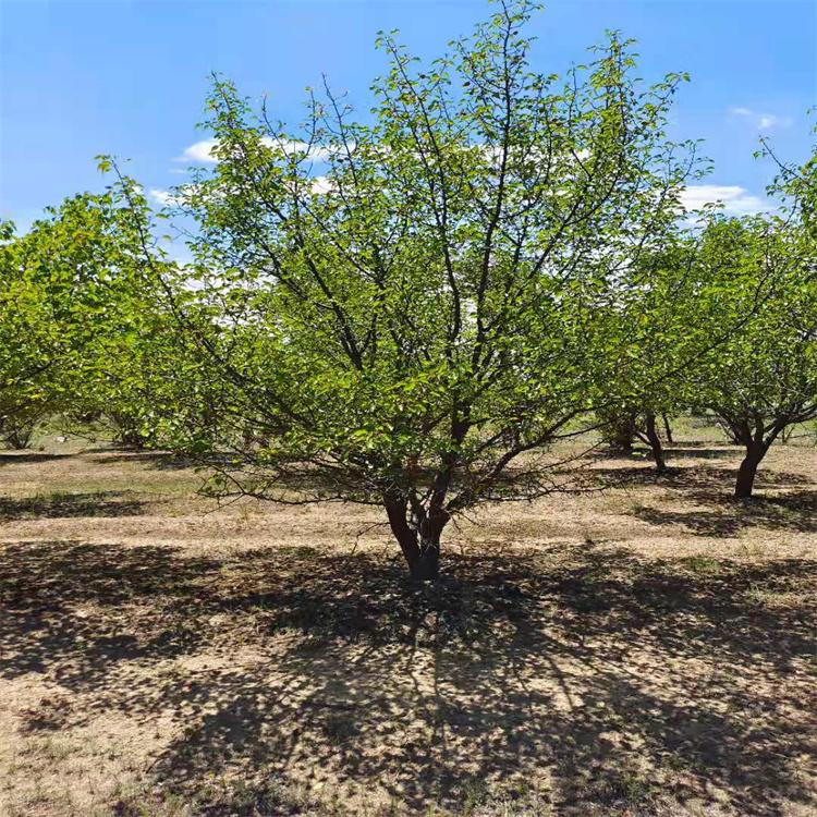 19公分山杏树 杏树苗销售 常年供应