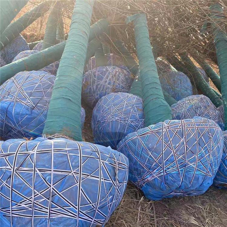 河北厂家供货包土球无纺布 园林绿化裹树布