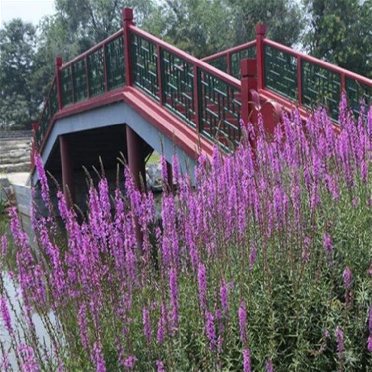 蓬茸园林 千屈草基地 千屈菜种子 欢迎订购