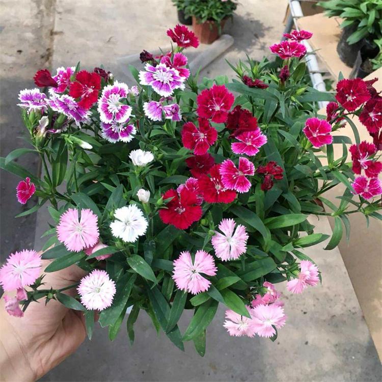 蓬茸园林 欧石竹价格 欧石竹种苗 园林观赏