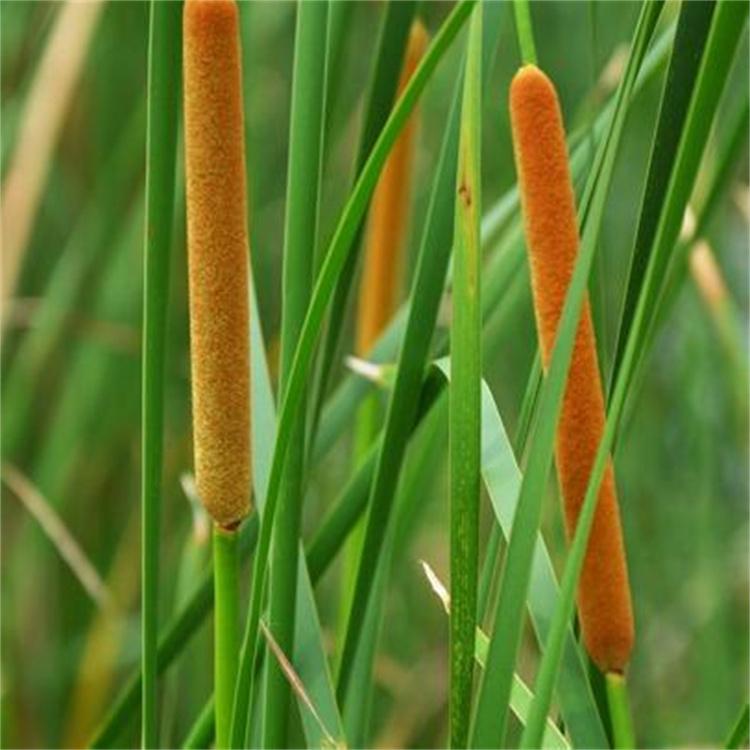 蓬茸园林 香蒲种植 宿根水生植物香蒲 园林工程