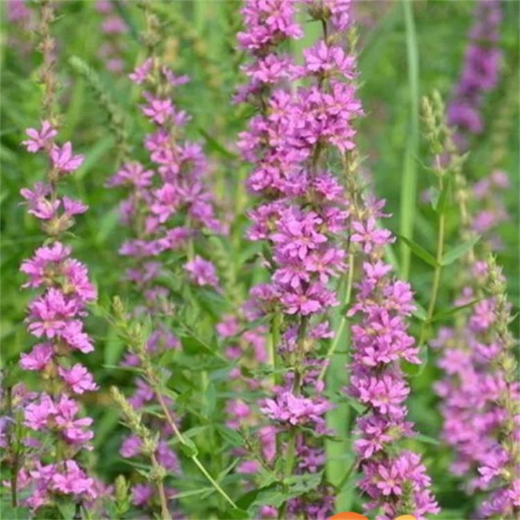 蓬茸园林 千屈草基地 千屈菜 欢迎订购