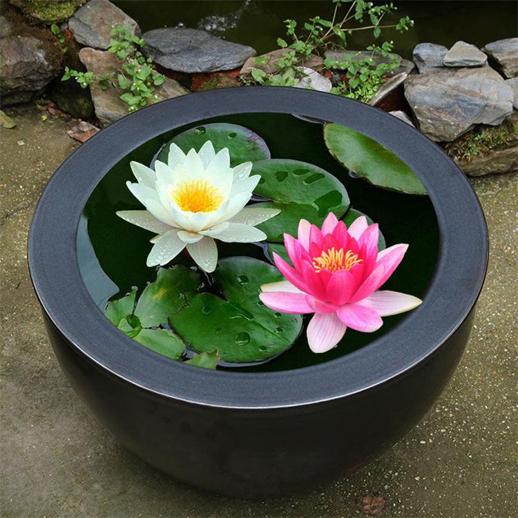 蓬茸 盆栽睡莲厂家 耐寒盆栽睡莲 苗圃供应