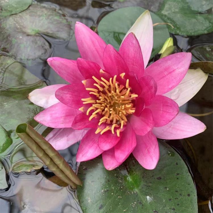 蓬茸 盆栽睡莲种苗基地 池塘观赏盆栽睡莲 基地实拍