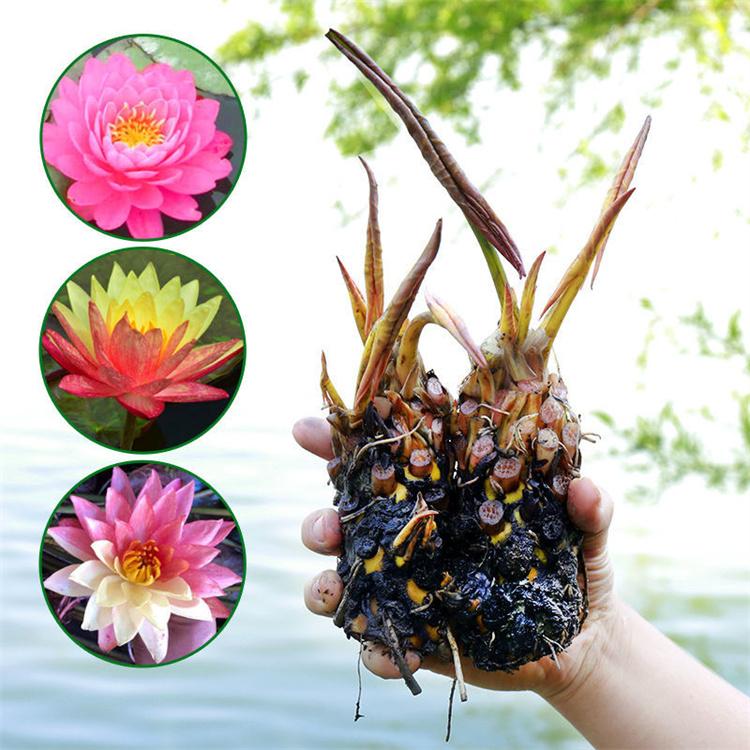 蓬茸 盆栽睡莲种苗基地 池塘观赏盆栽睡莲 基地实拍