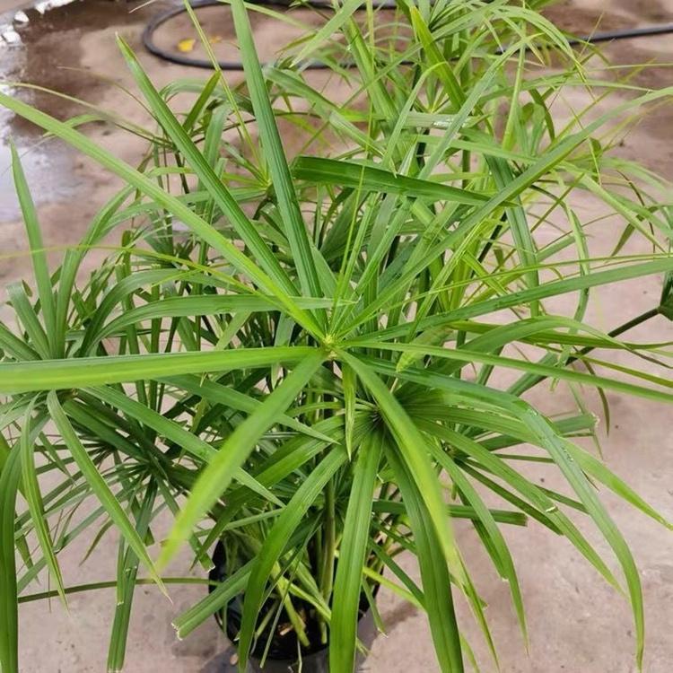 蓬茸 旱伞草培养 旱伞草工程苗 园林工程