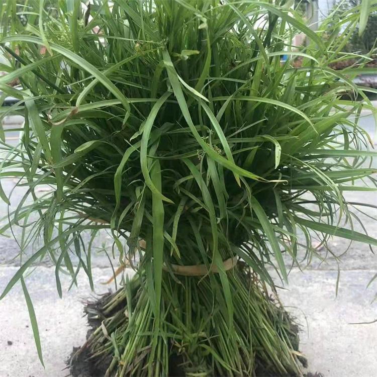 蓬茸 旱伞草培养 旱伞草工程苗 园林工程