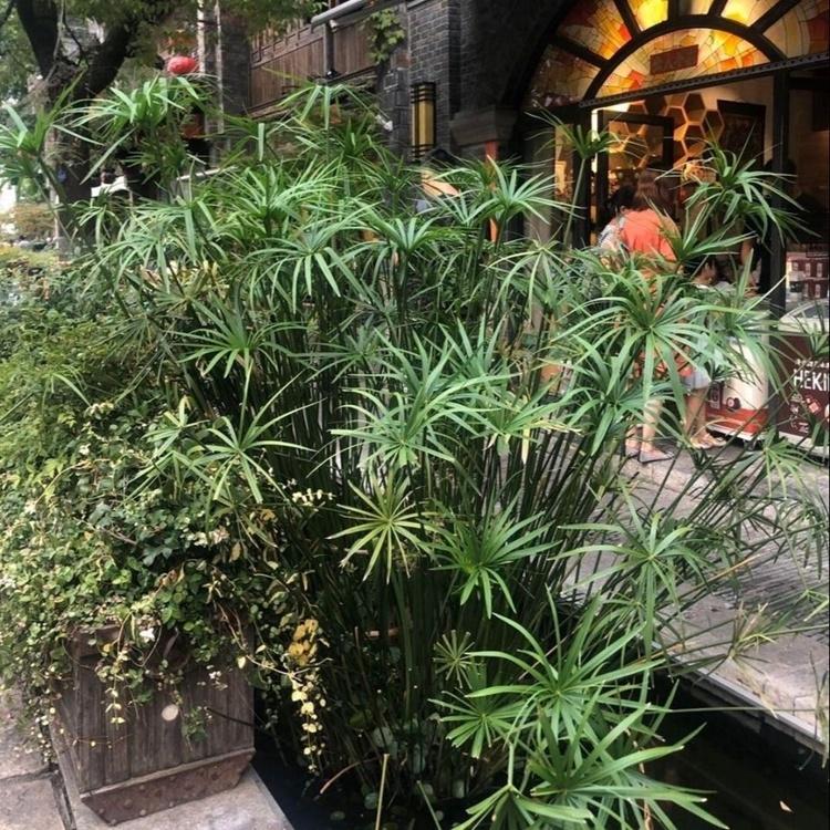 蓬茸 旱伞草培养 旱伞草工程苗 园林工程