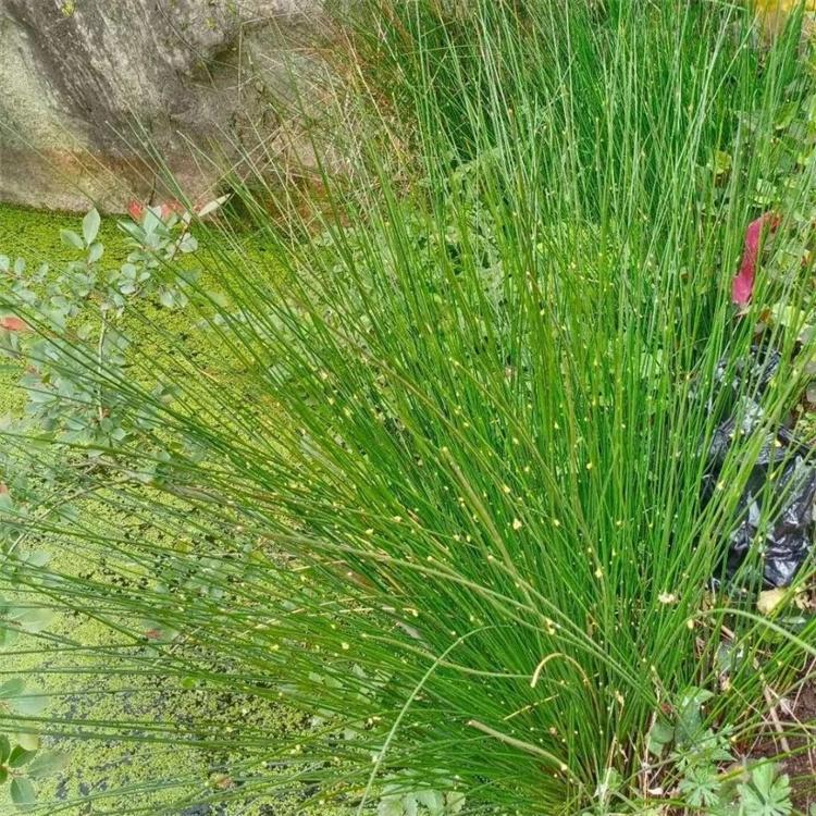 蓬茸 水葱苗基地 水葱苗青叶 欢迎订购