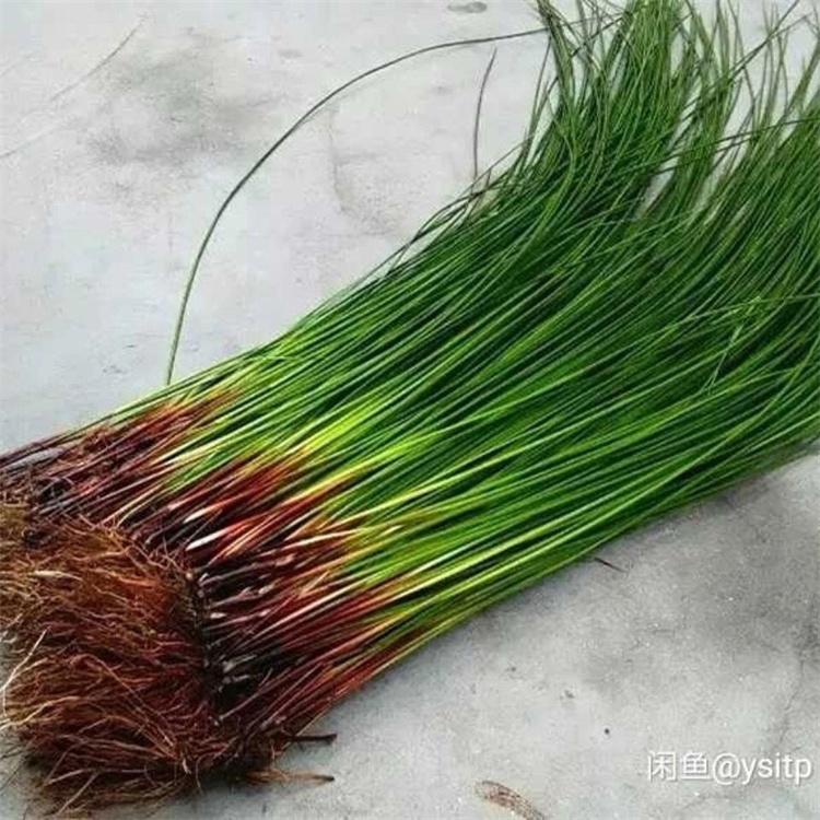 蓬茸 水葱苗基地 水葱苗青叶 欢迎订购