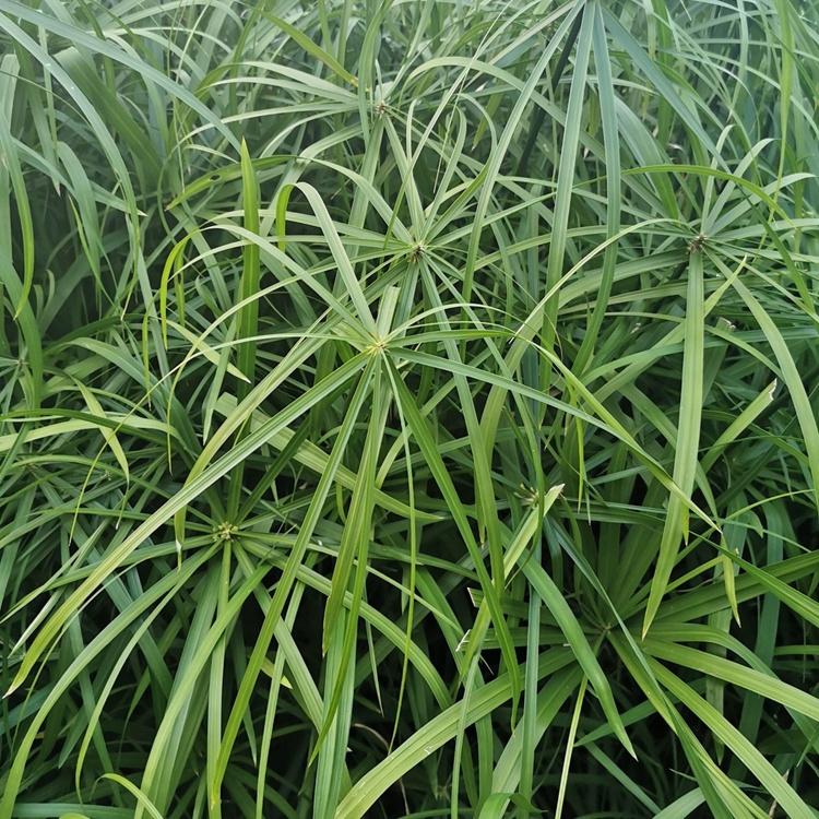 蓬茸 旱伞草池塘栽 伞状水生旱伞草 欢迎订购