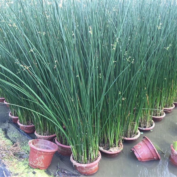 蓬茸 水葱苗基地 水葱苗青叶 欢迎订购