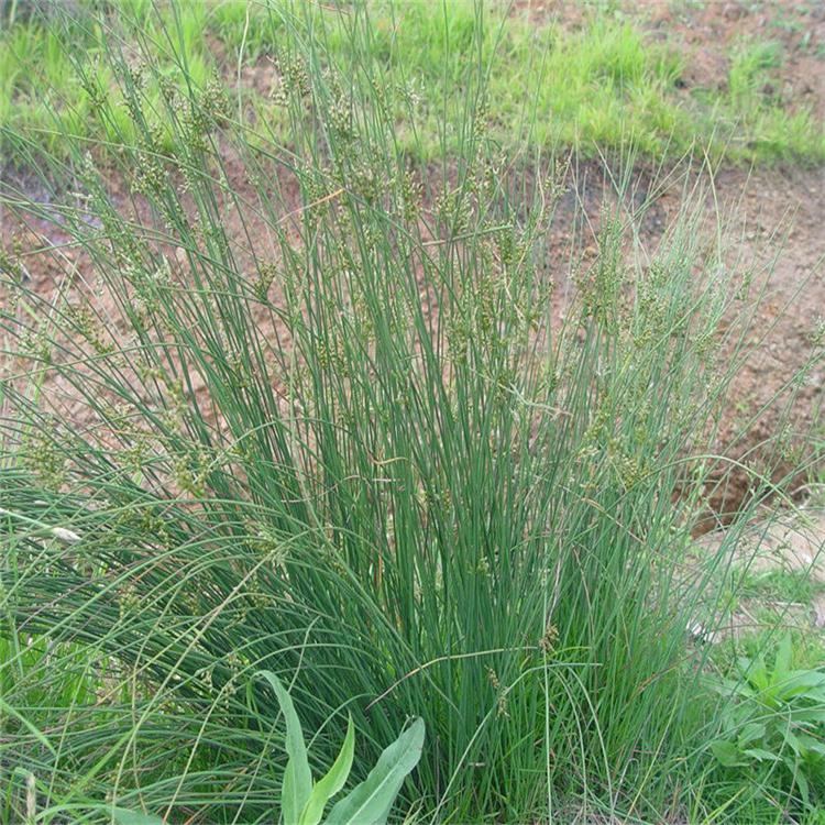 蓬茸 水葱苗基地 水葱苗青叶 欢迎订购