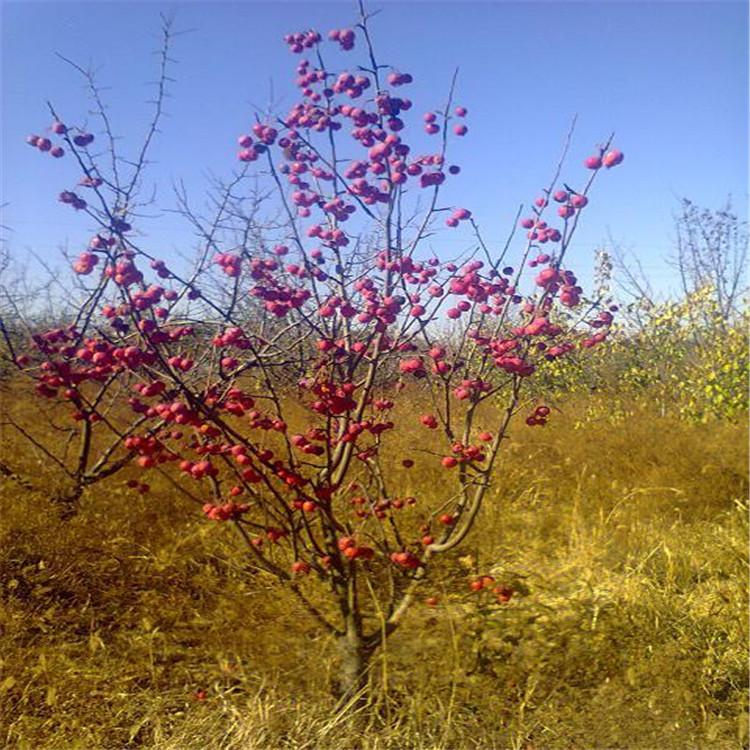 河北山杏树 山杏苗厂家 