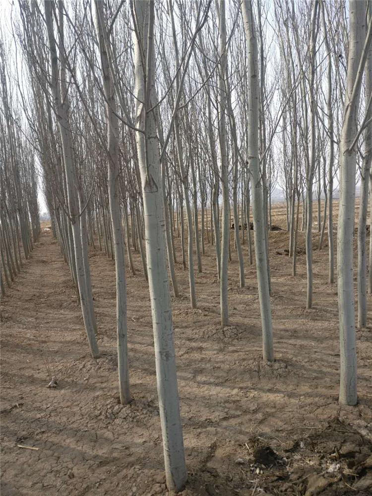 怀来县乔春华苗木种植园 新疆杨厂家