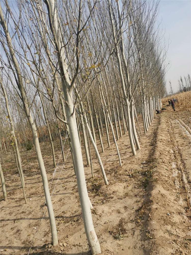 河北新疆杨厂家 用于造景绿化等 