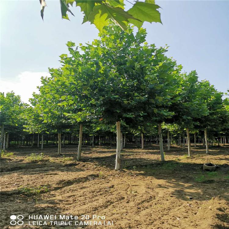 现货供应大量法桐