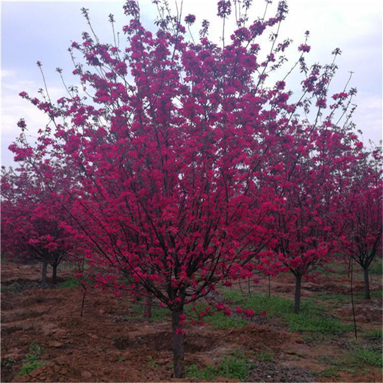 北美海棠苗木 河北北美海棠