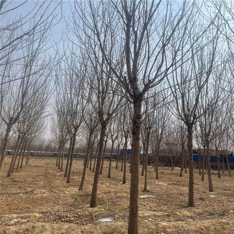 白蜡厂家直销 白蜡 河北白蜡种植基地