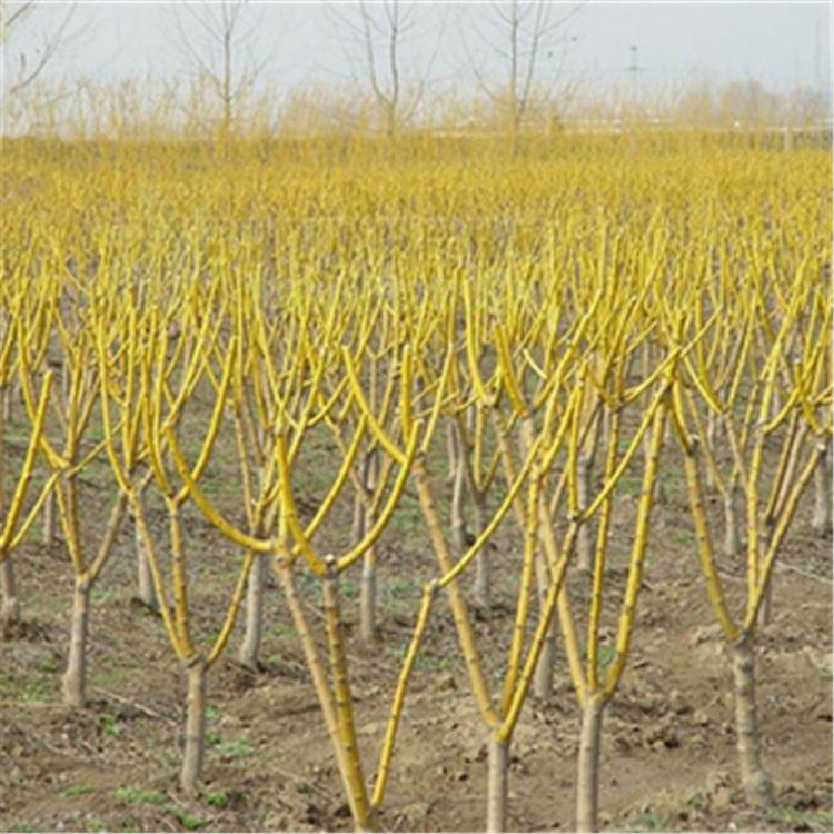 金枝槐 金枝国槐 金枝槐小苗 金枝槐批发 绿化苗木