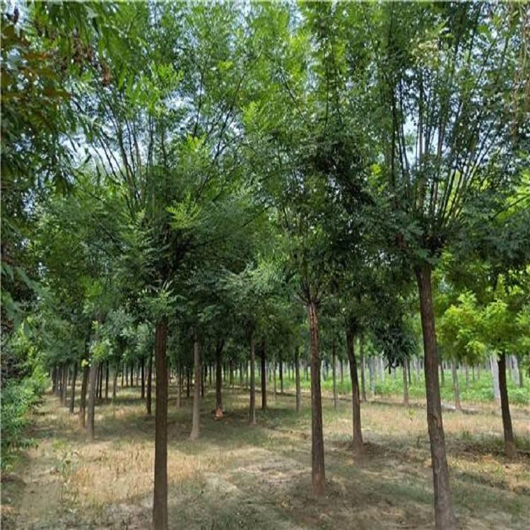 工程绿化国槐树苗 苗圃现货供应 规格齐全