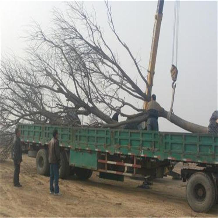 出售价格 种植国槐 道路国槐 15公分国槐