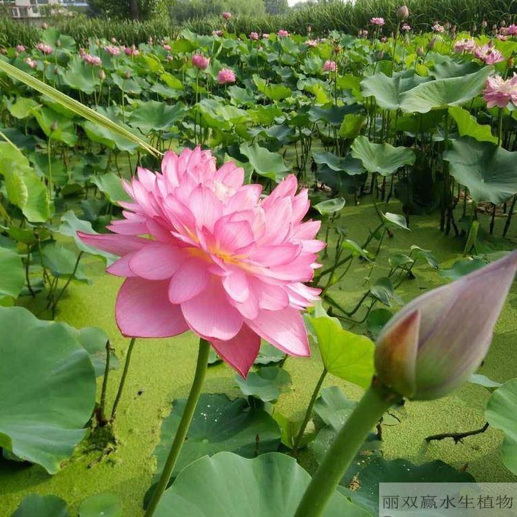佳木斯丽双赢荷花种苗