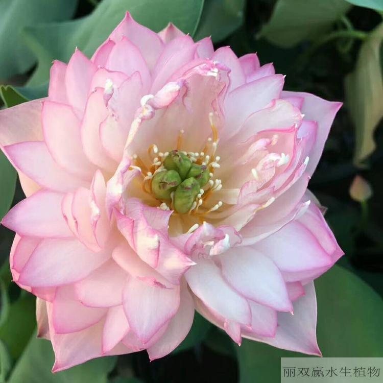 吉安丽双赢盆栽荷花幼苗