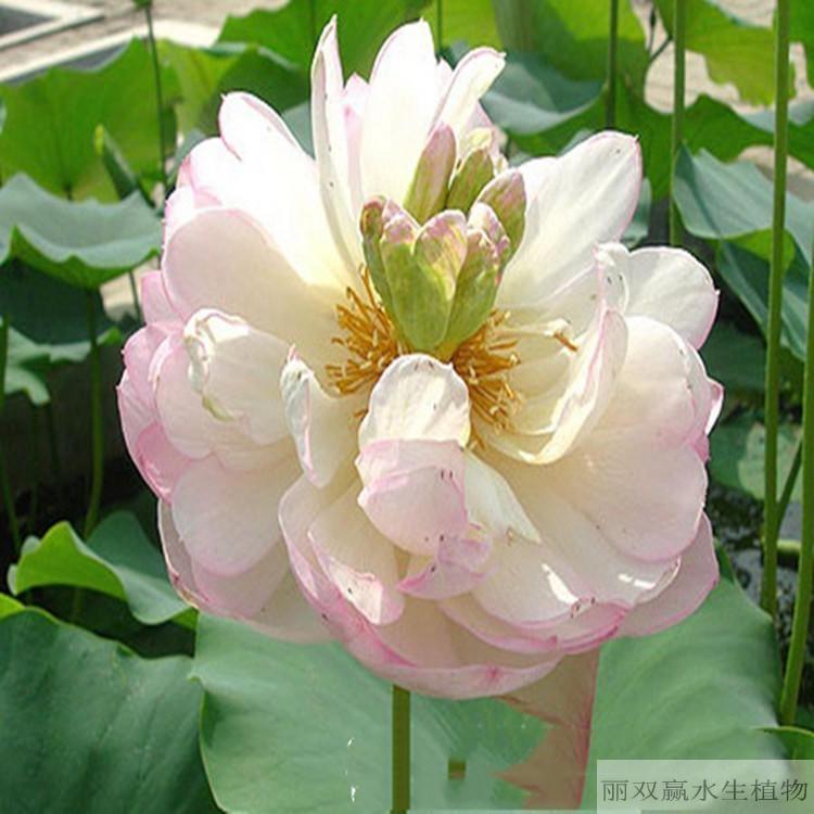 自贡优质观赏性荷花苗