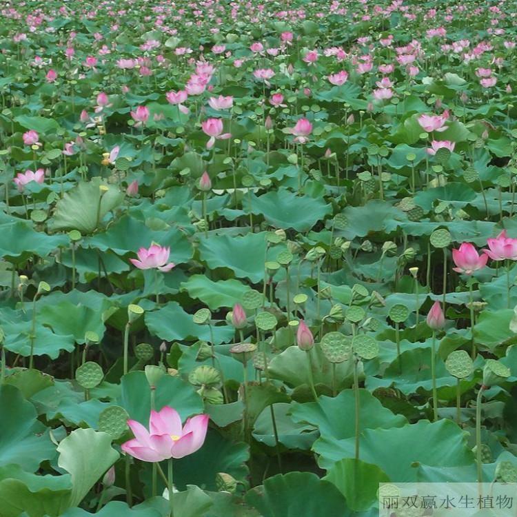 山南优质荷花幼苗