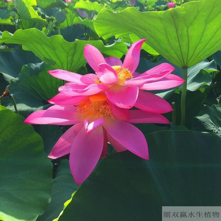 山南优质荷花幼苗