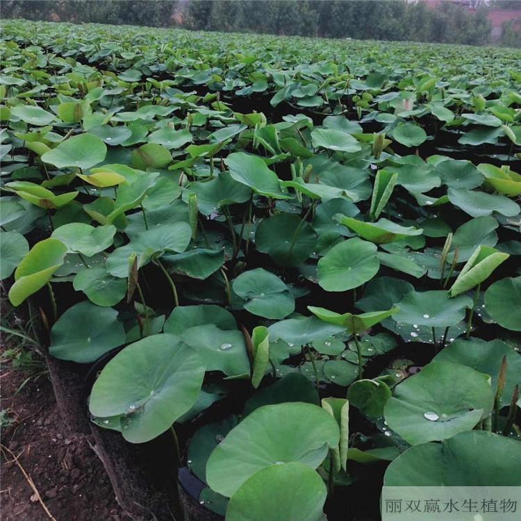 临汾优质水生荷花苗