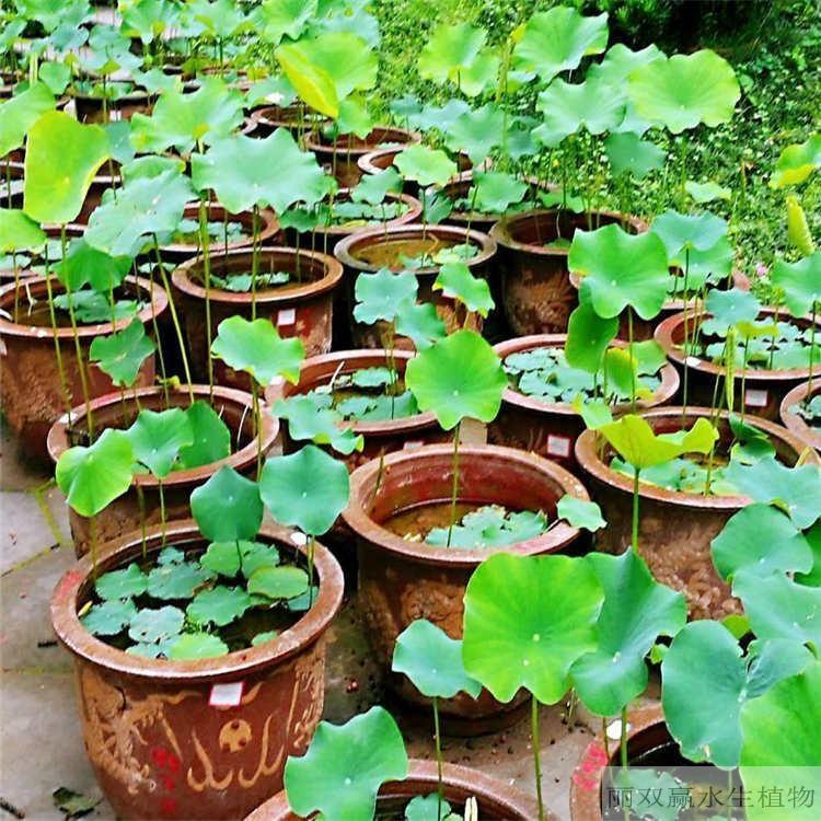 吉安丽双赢盆栽荷花幼苗