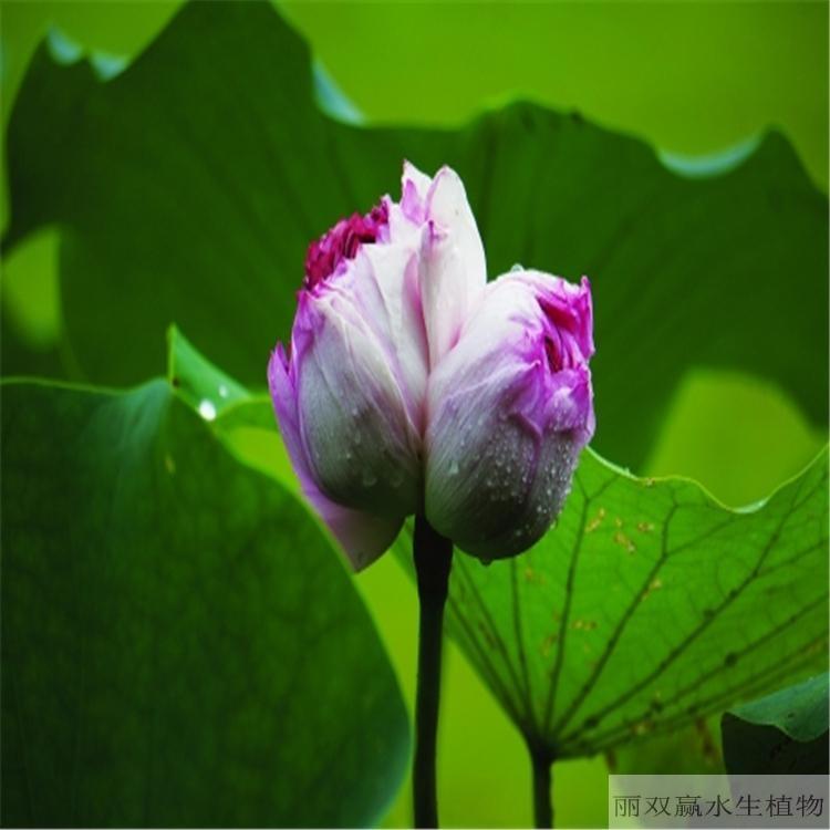 山南优质荷花幼苗