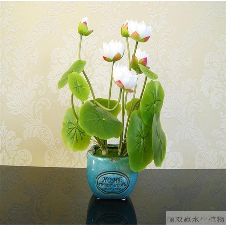 临汾优质水生荷花苗