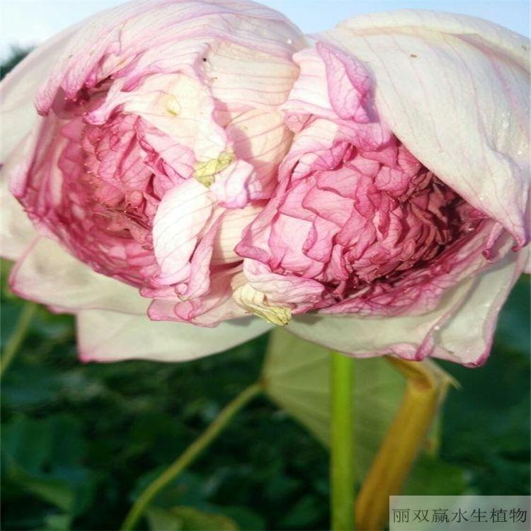 吉安丽双赢盆栽荷花幼苗