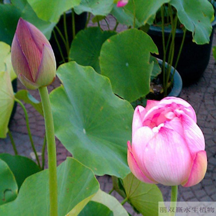 自贡优质观赏性荷花苗