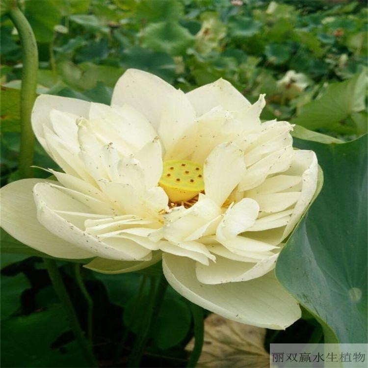 吉安丽双赢盆栽荷花幼苗