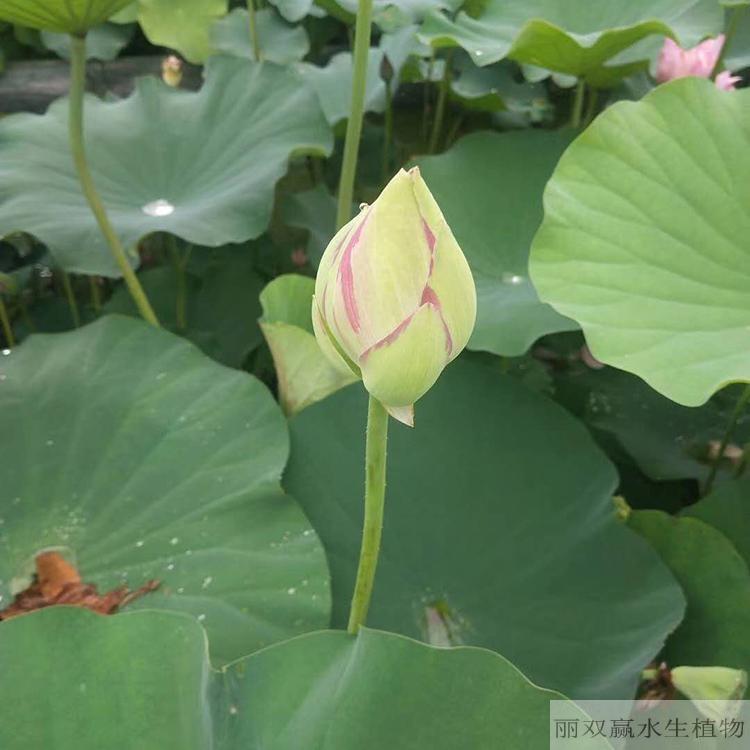 山南优质荷花幼苗