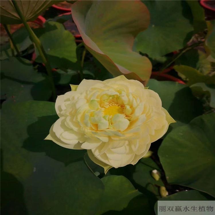 自贡优质观赏性荷花苗