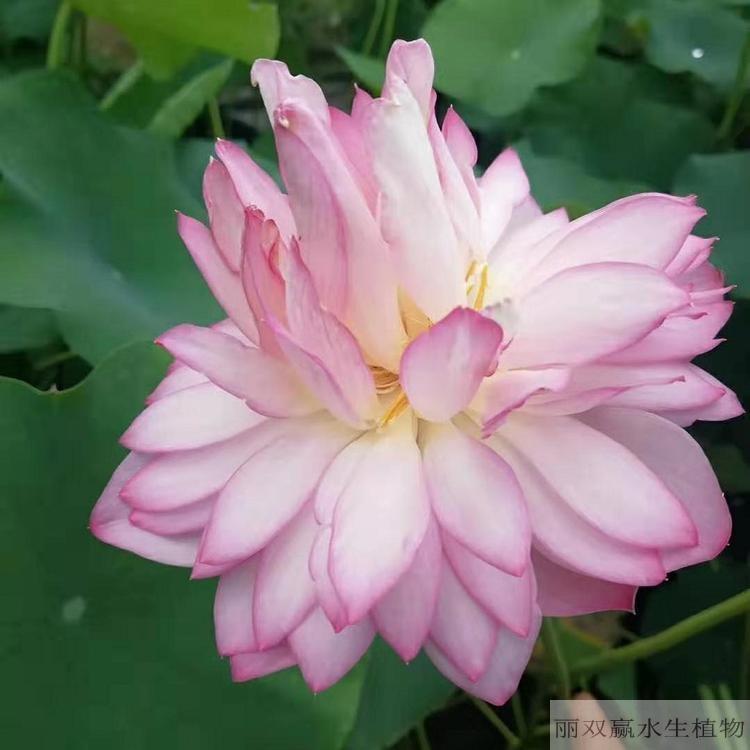 山南优质荷花幼苗