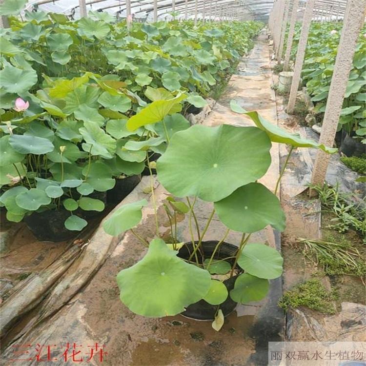 自贡优质观赏性荷花苗
