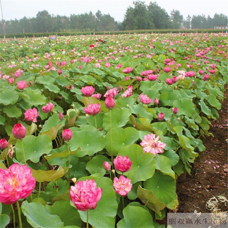 厦门丽双赢盆栽荷花