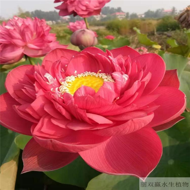 德阳丽双赢精品荷花苗