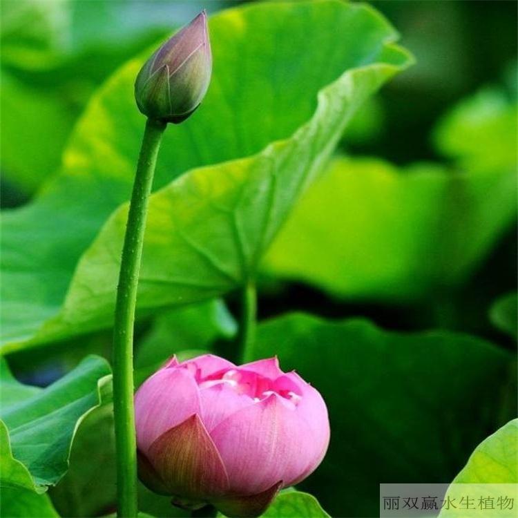 吉安丽双赢盆栽荷花幼苗