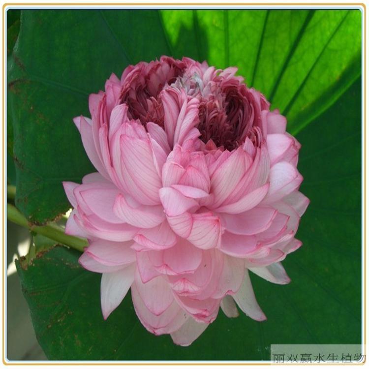 厦门丽双赢盆栽荷花