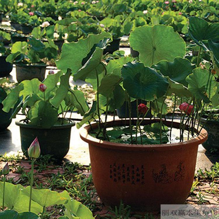 湘西丽双赢盆栽荷花苗