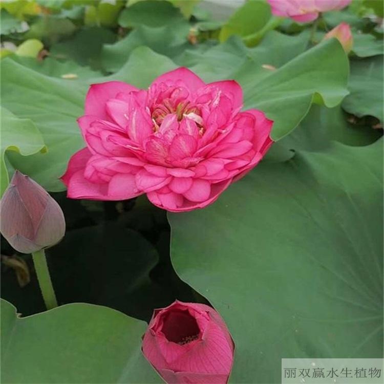 德阳丽双赢精品荷花苗