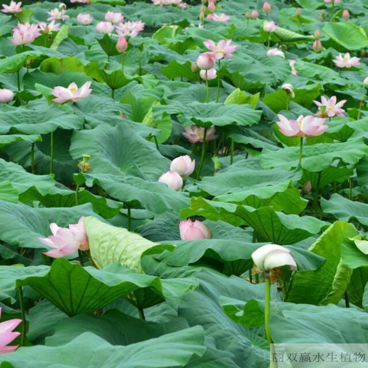 湘西丽双赢盆栽荷花苗
