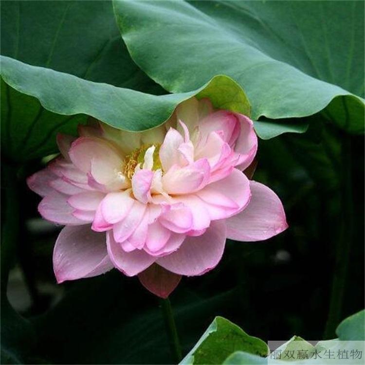 山南优质荷花幼苗
